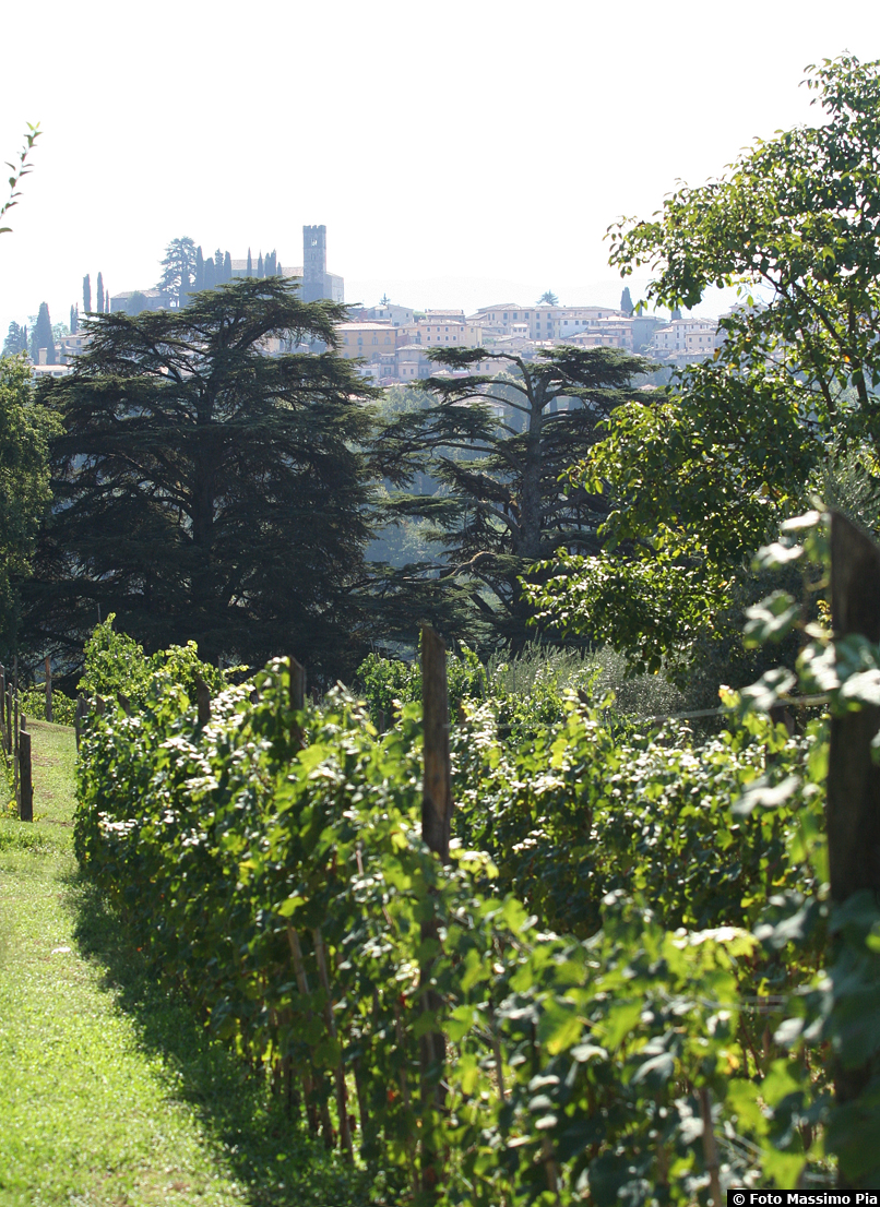 Duomo di Barga - Centro Storico - Vista da I Cedri 